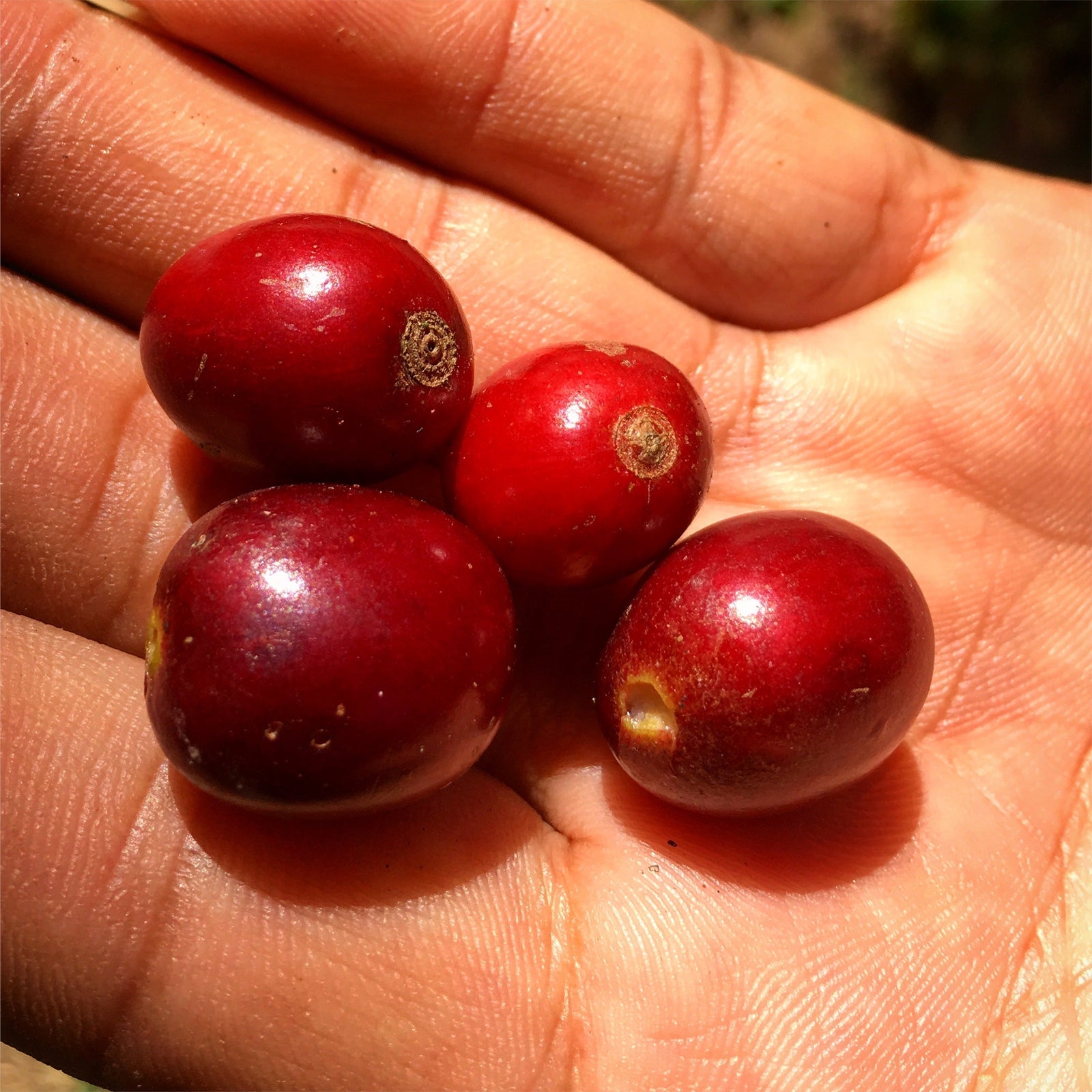 Timor-Leste 🇹🇱 a Hidden Gem of the South Pacific...