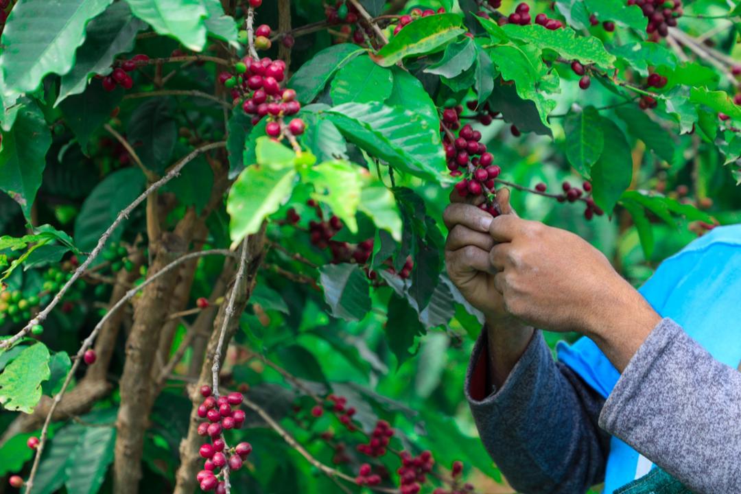 Mokha Java Blend / Celtic Winter 2025