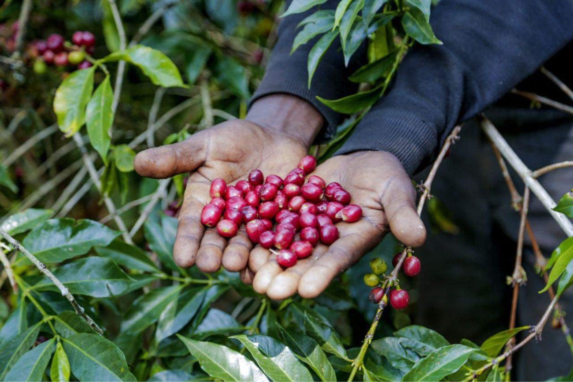 Ethiopian Guji - 2024 Washed - 12oz WHOLE BEAN